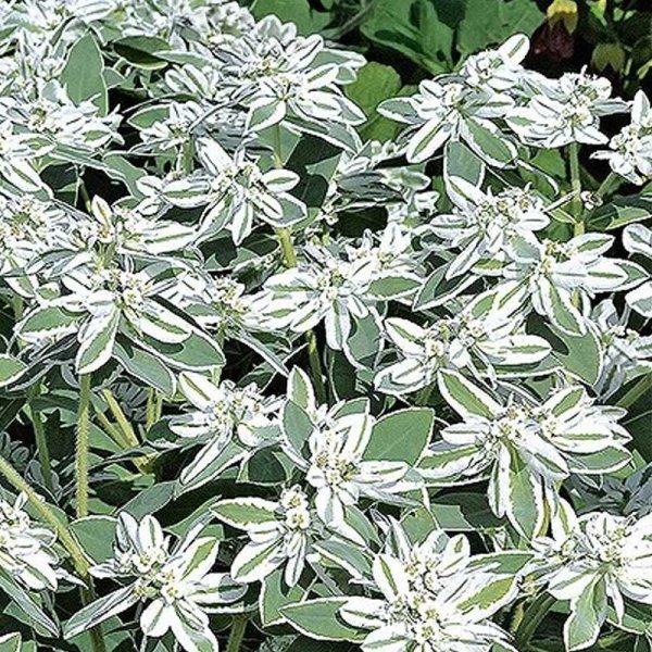 Broget Vortemælk 'Mountain snow'