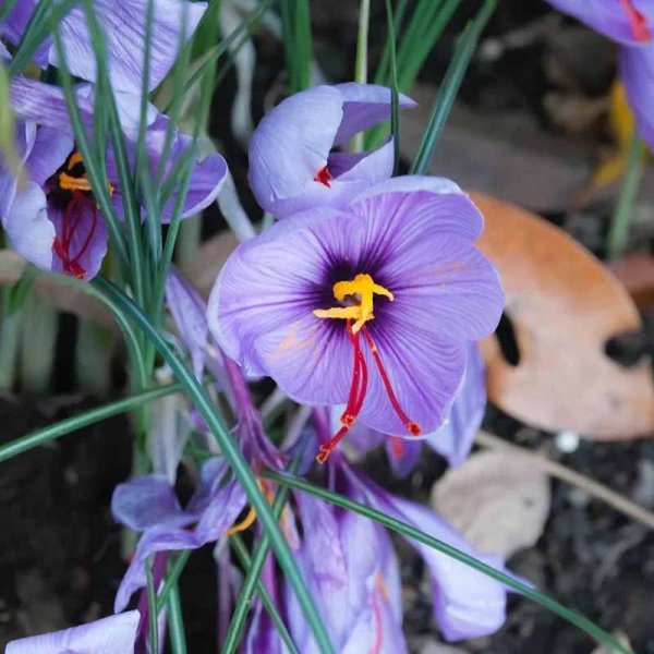 Safrankrokus 25 løg