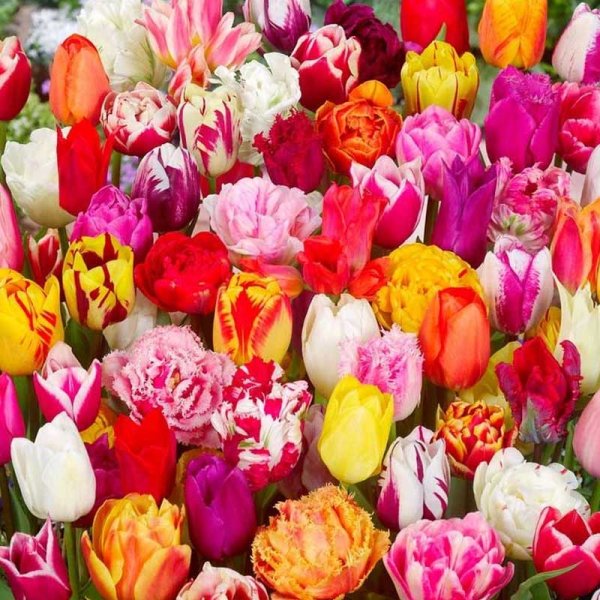 Tulipaner havemix 25 stk