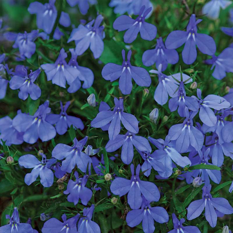 Kantlobelia 'Emperor William'