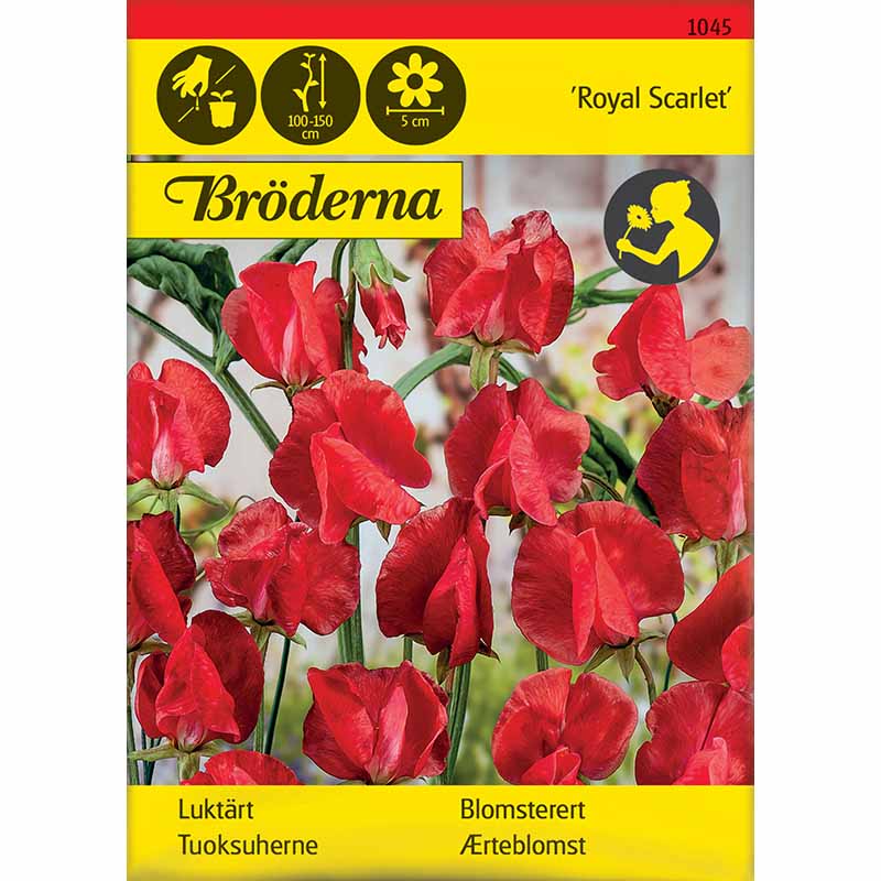 Ærteblomst 'Royal Scarlet'