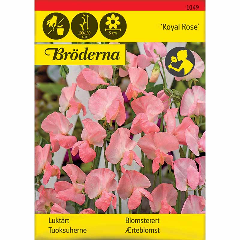 Ærteblomst 'Royal Rose'