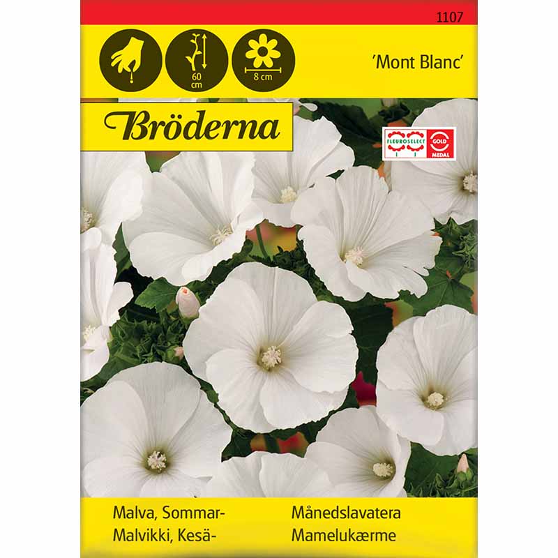 Sommerskærmalve 'Mont Blanc'