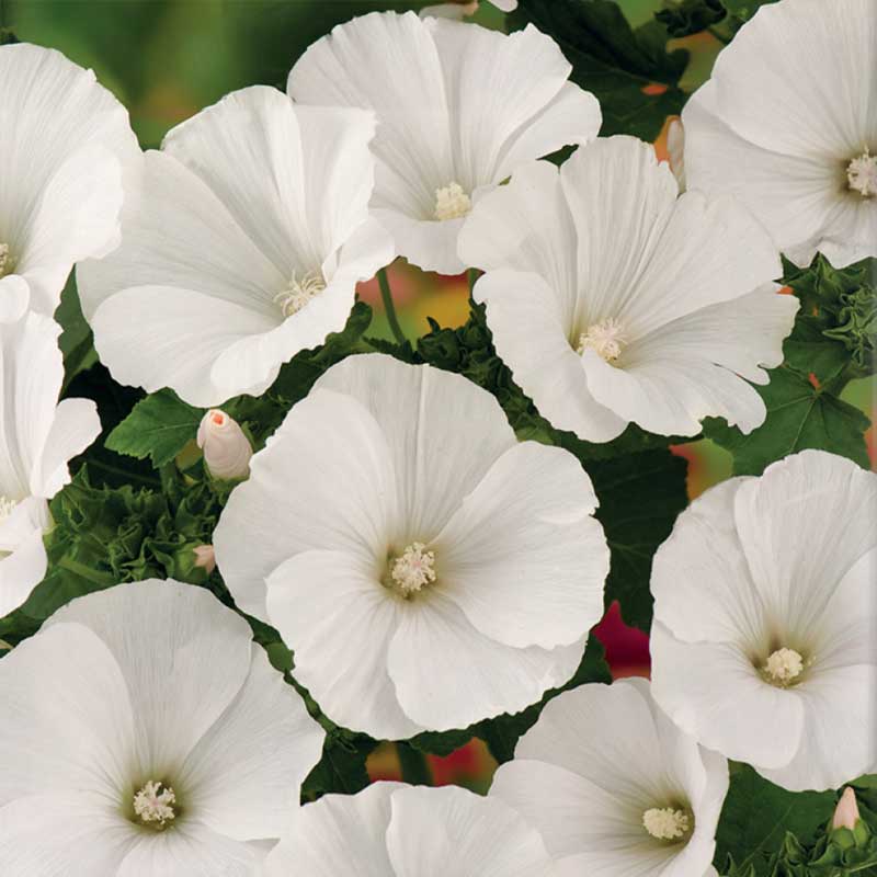Sommerskærmalve 'Mont Blanc'