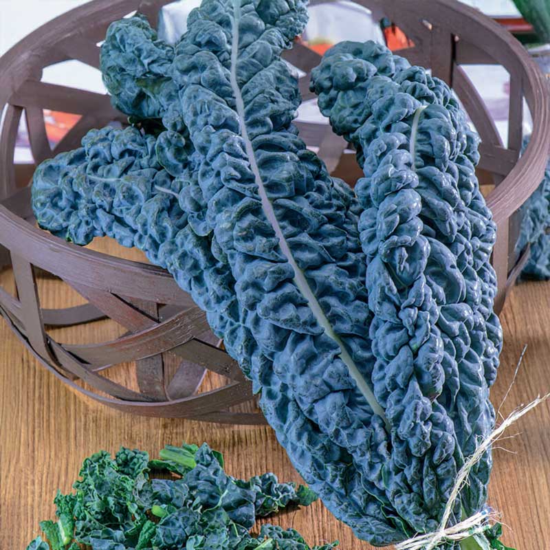 Sortkål 'Black Magic'