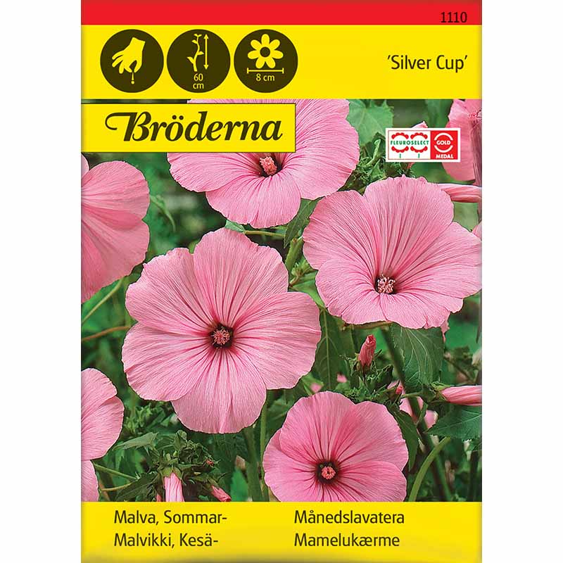 Sommer-mamelukærme 'Silver Cup'