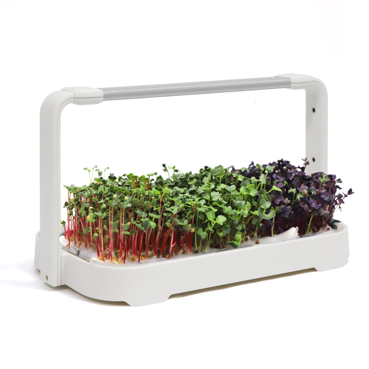 Urban Root Grove White