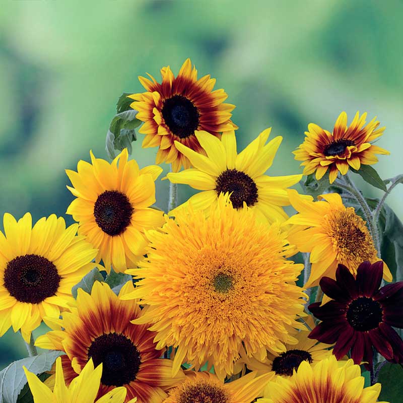 Solsikke blandede sorter