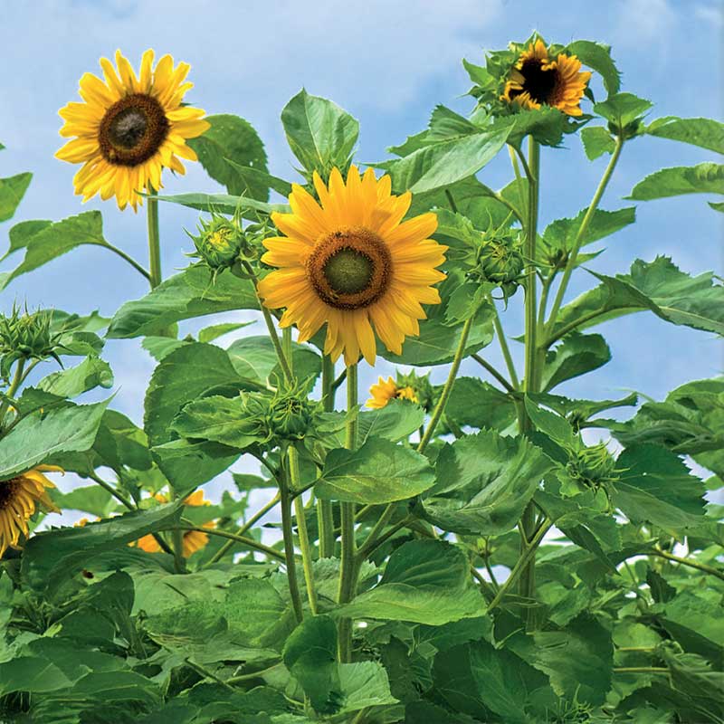 Solsikke 'Uniflorus'