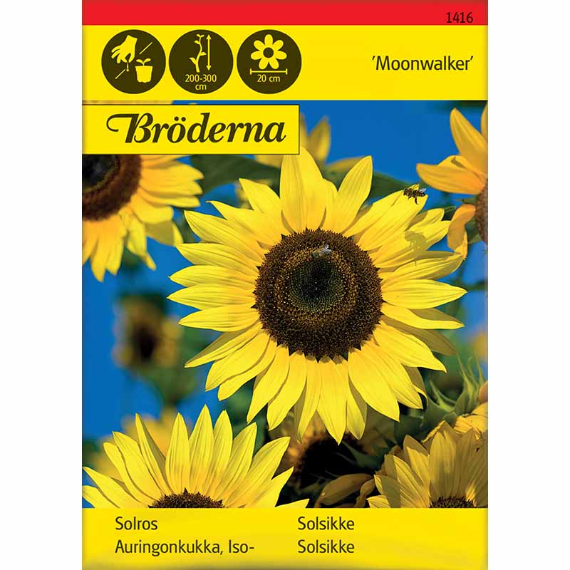 Solsikke 'Moonwalker'