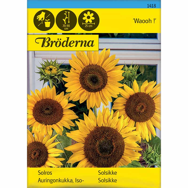 Solsikke 'Waooh !'