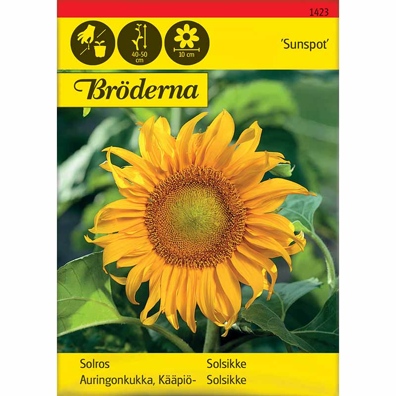 Solsikke 'Sunspot'