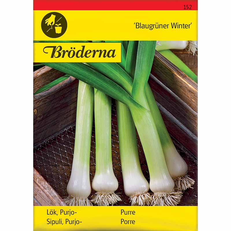 Porre 'Blaugrüner Winter'