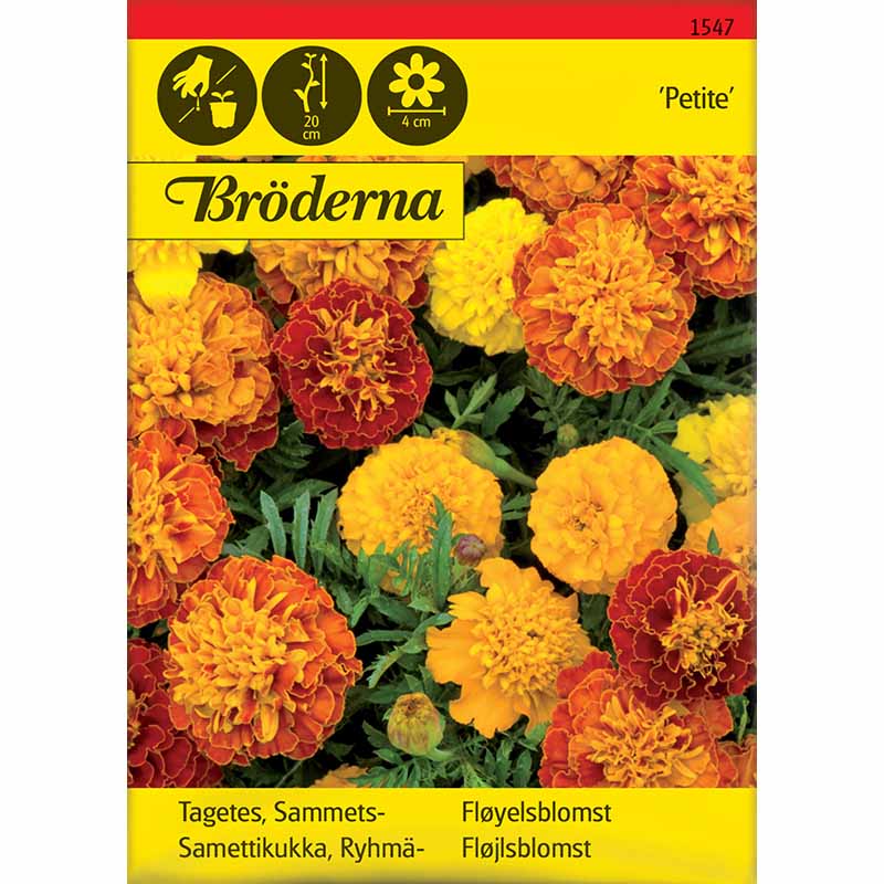 Fløjlsblomst Petite mix