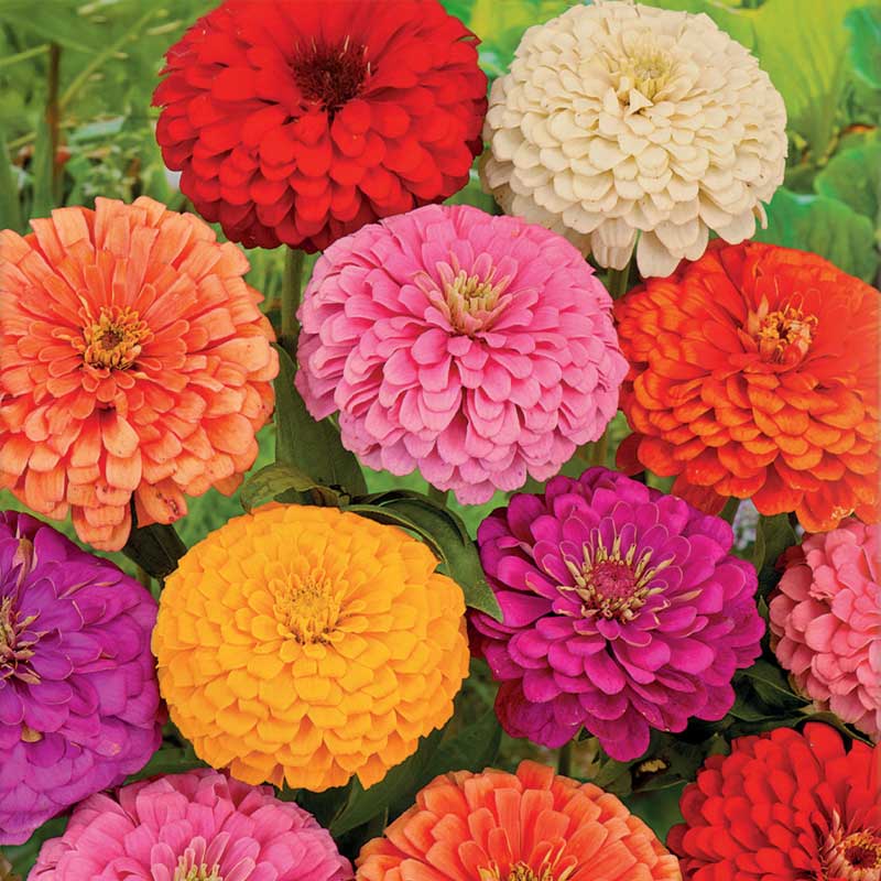 Zinnia
