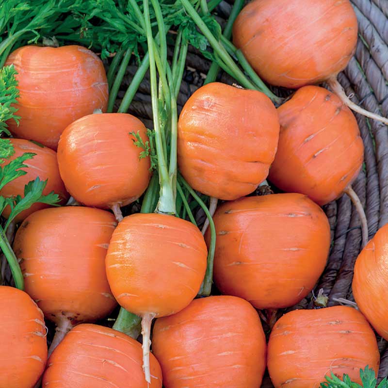 Sommergulerod 'Pariser Markt'