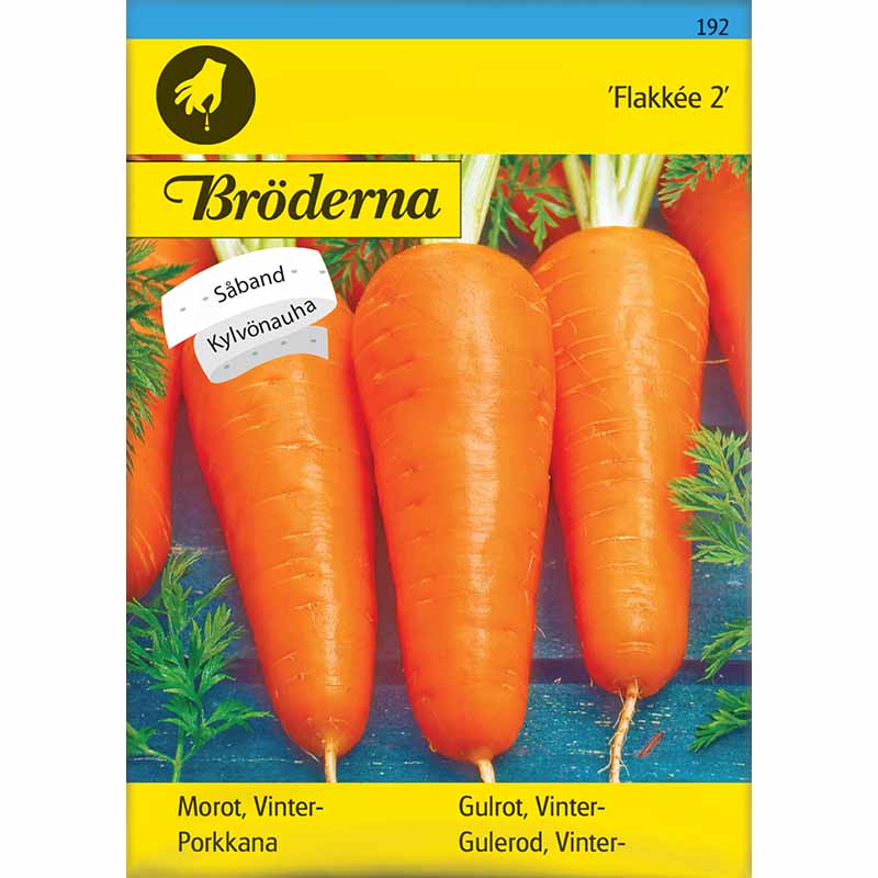 Vintergulerod 'Flakkée 2' Såbånd