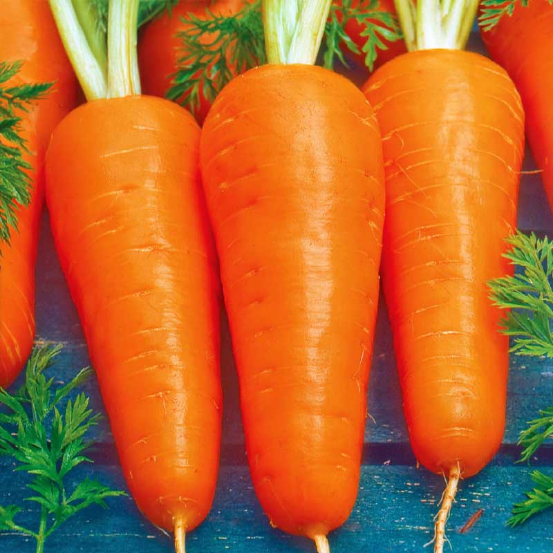 Vintergulerod 'Flakkée 2' Såbånd