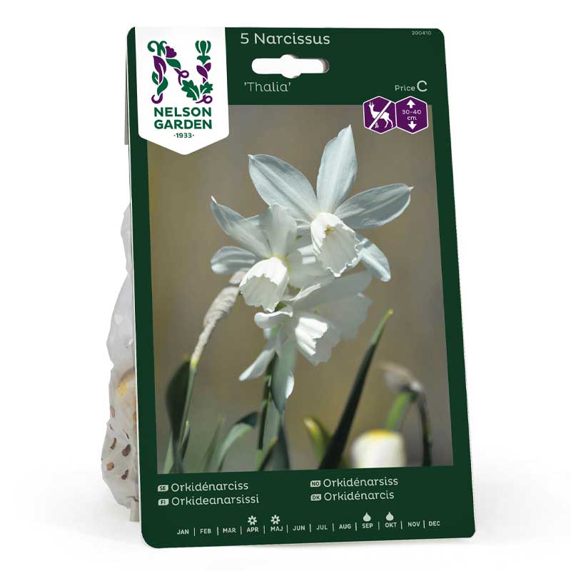 Orkidé-narcis 'Thalia'