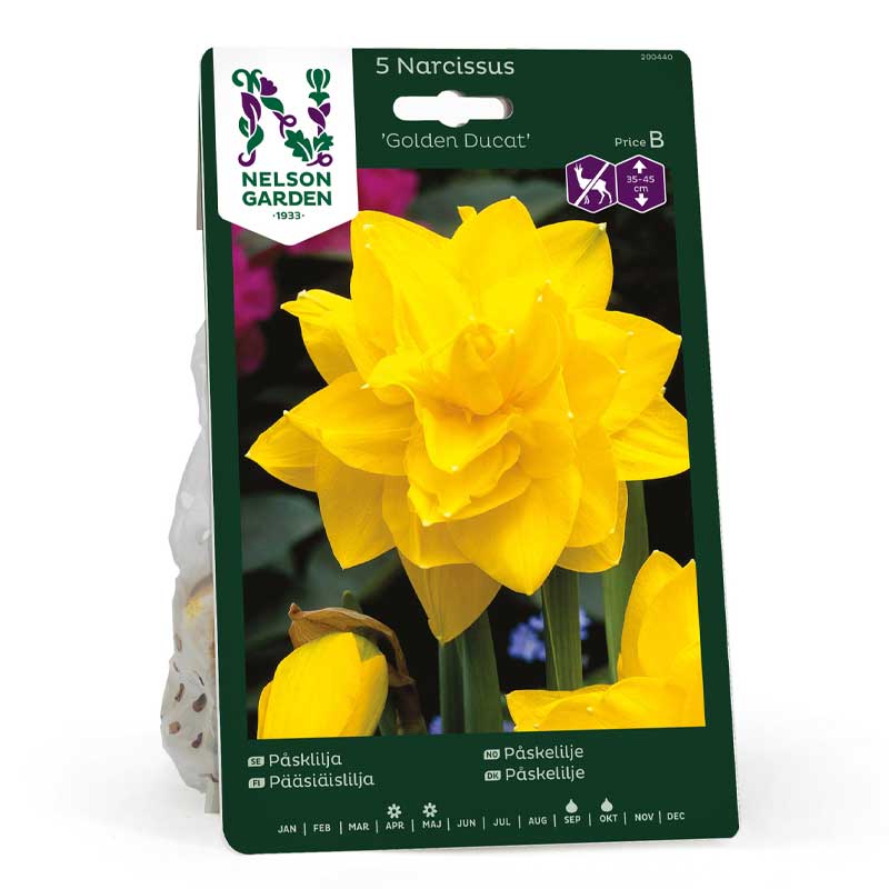 Påskelilje 'Golden Ducat'
