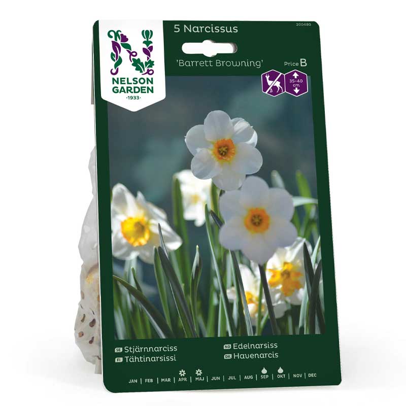 Stjernedaffodil 'Barrett Browning'