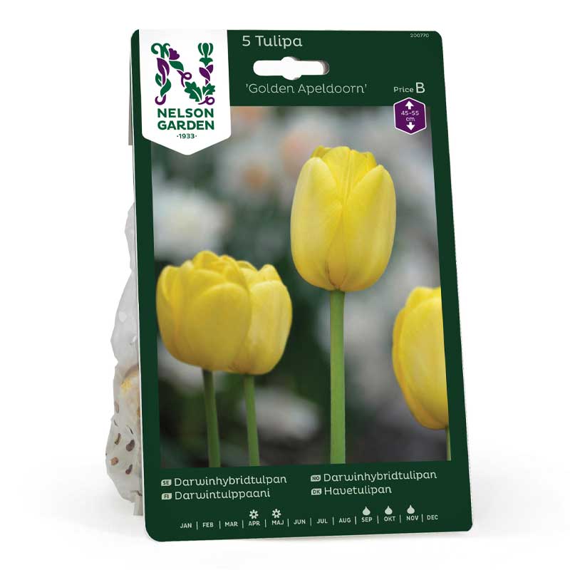 Darwin-tulipan 'Golden Apeldoorn'
