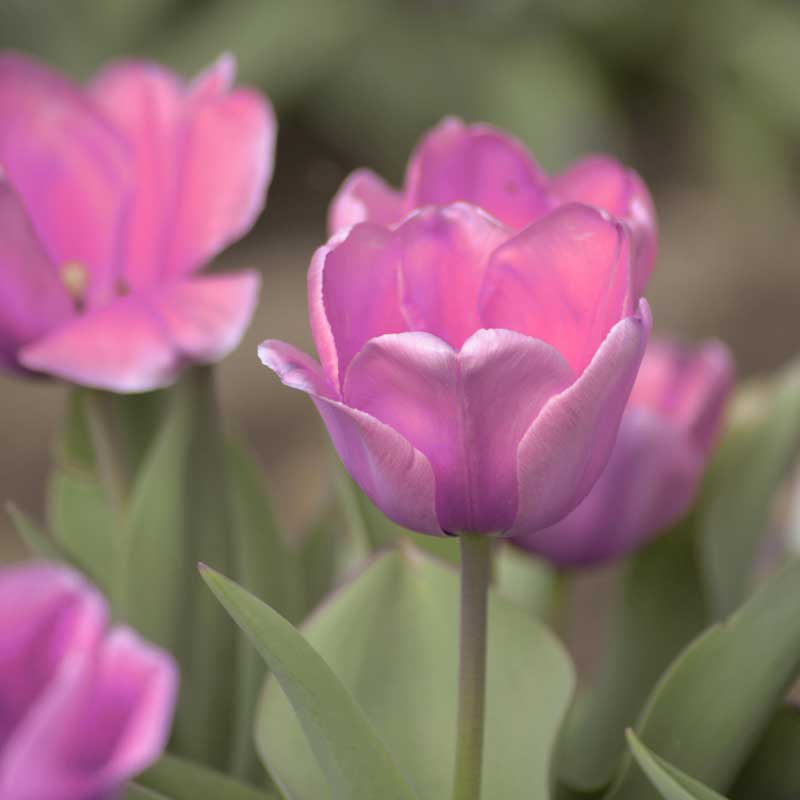 Darwin-tulipan 'Pink Impression'