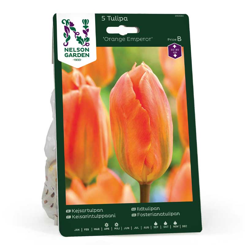 Kejsertulipan 'orange Emperor'