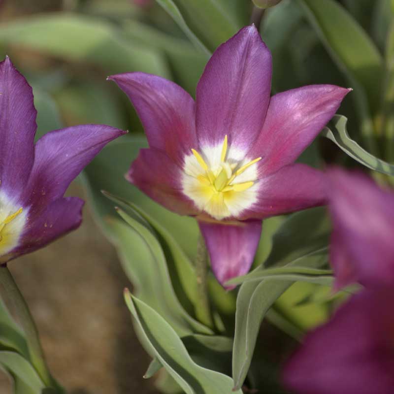 Liljeformet tulipan 'Claudia'