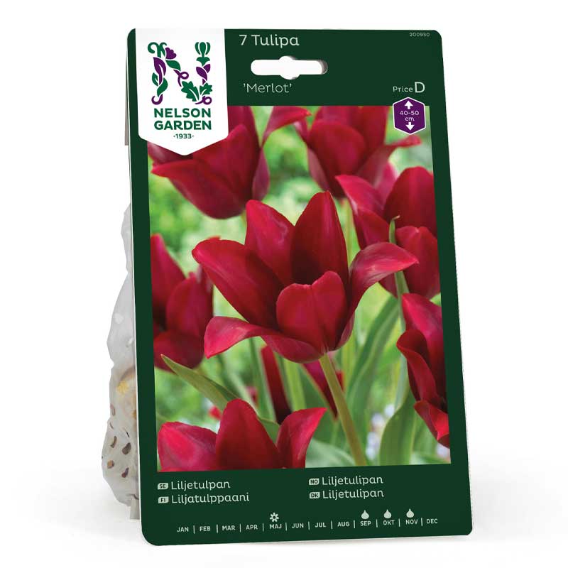 Liljeformet tulipan 'Merlot'