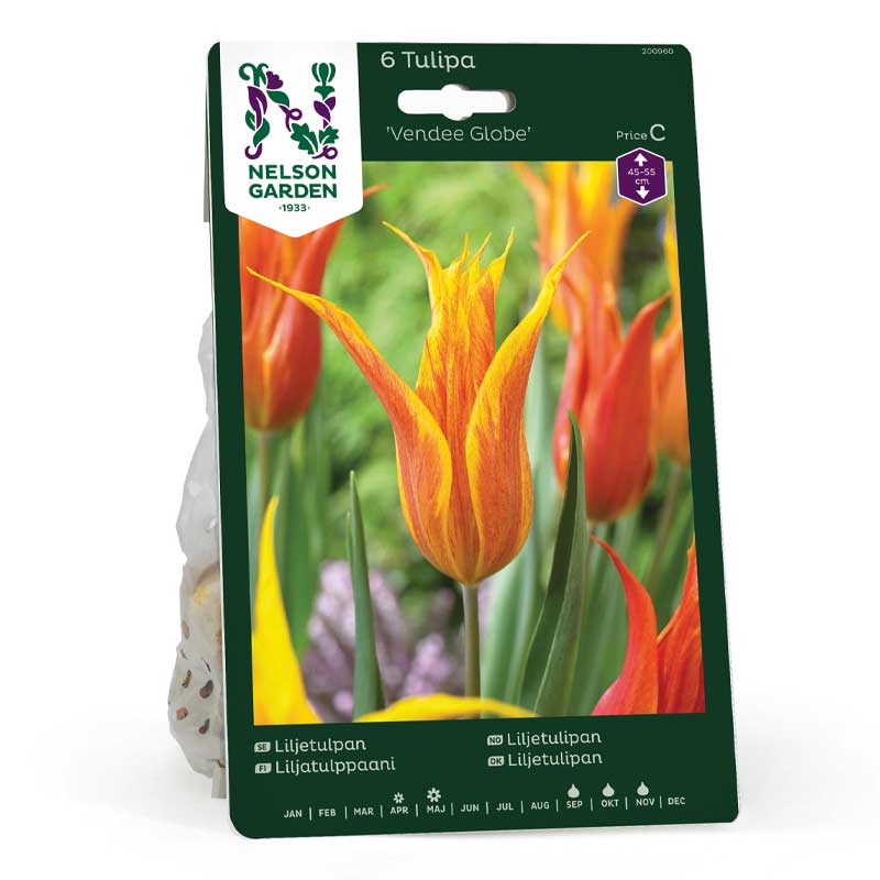 Liljetulipan 'Vendee Globe'