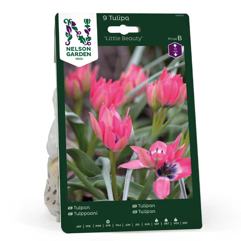 Tulipan 'Little Beauty'