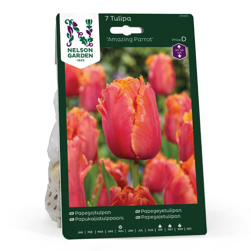 Papegøjetulipan 'Amazing Parrot'