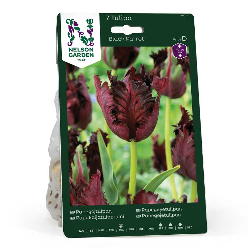 Papegøjetulipan 'Black Parrot'