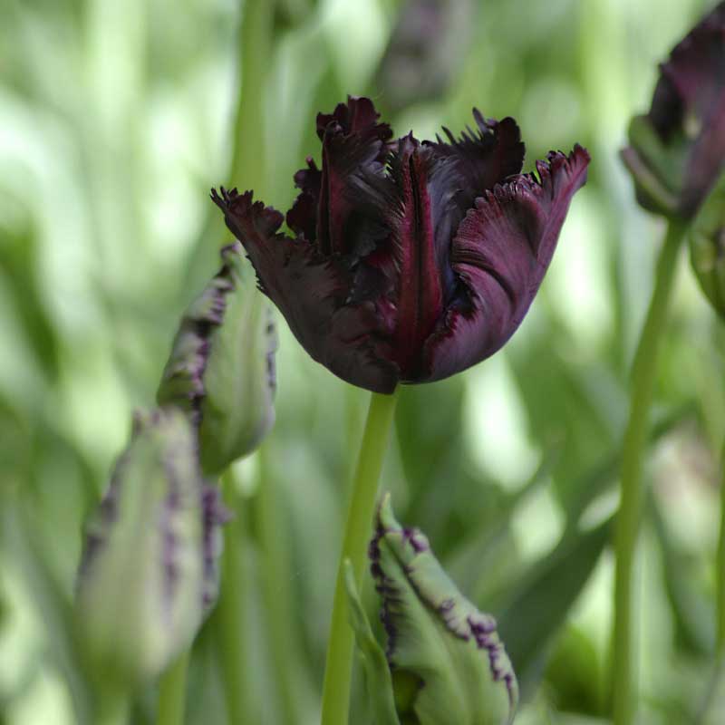 Papegøjetulipan 'Black Parrot'