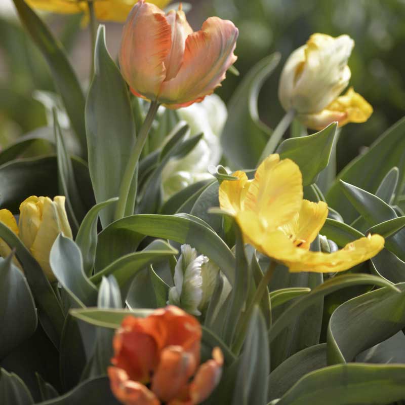 Papegøjetulipan blandede farver