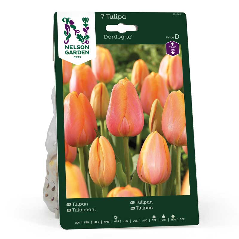 Tulipan 'Dordogne'