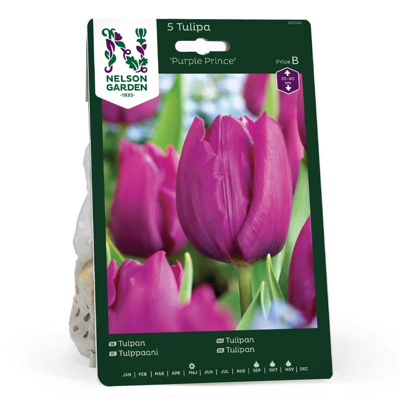 Tulipan 'Purple Prince'