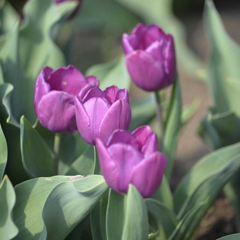 Tulipan 'Purple Prince'