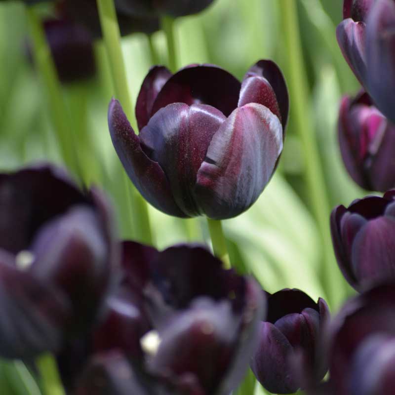 Tulipan 'Queen of Night'