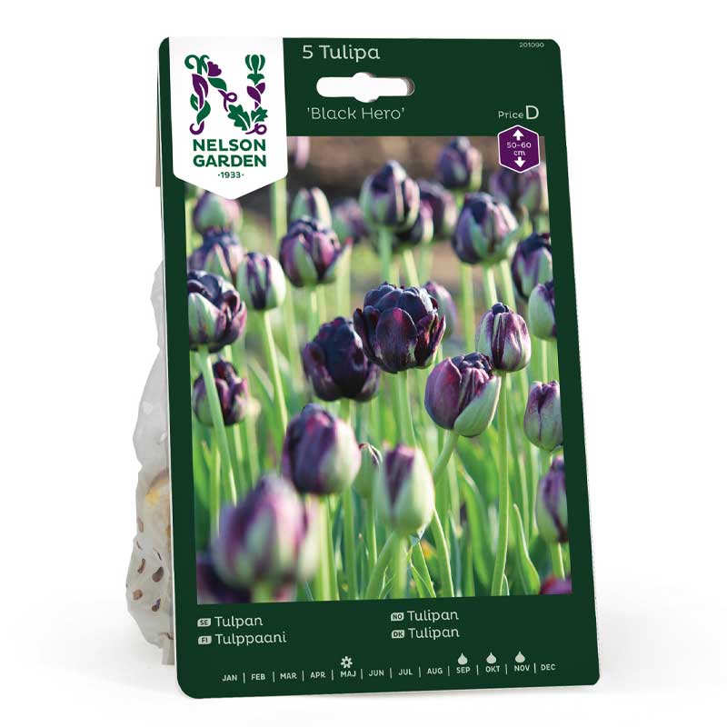 Tulipan 'Black Hero'