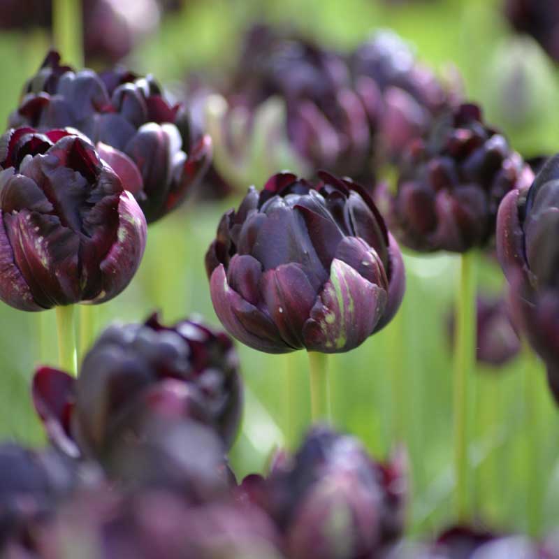 Tulipan 'Black Hero'