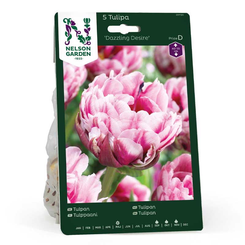 Tulipan 'Dazzling Desire'