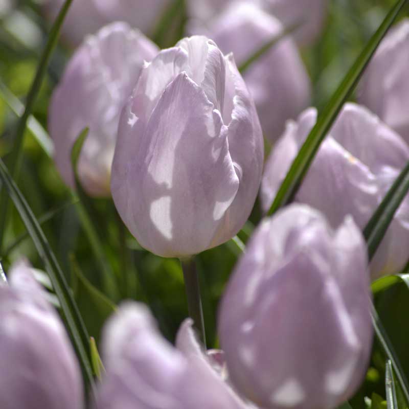 Tulipan 'Candy Prince'