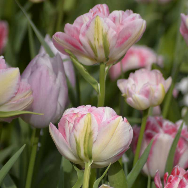 Tulipan 'Foxtrot'