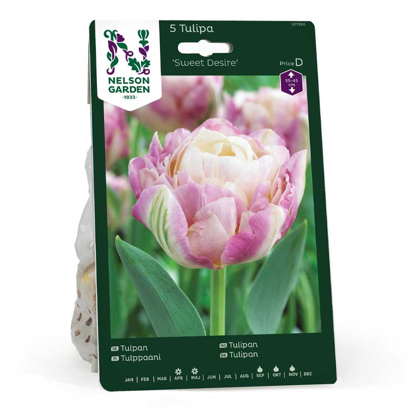 Tulipan 'Sweet Desire'