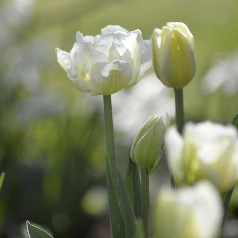Tulipan 'Verona'