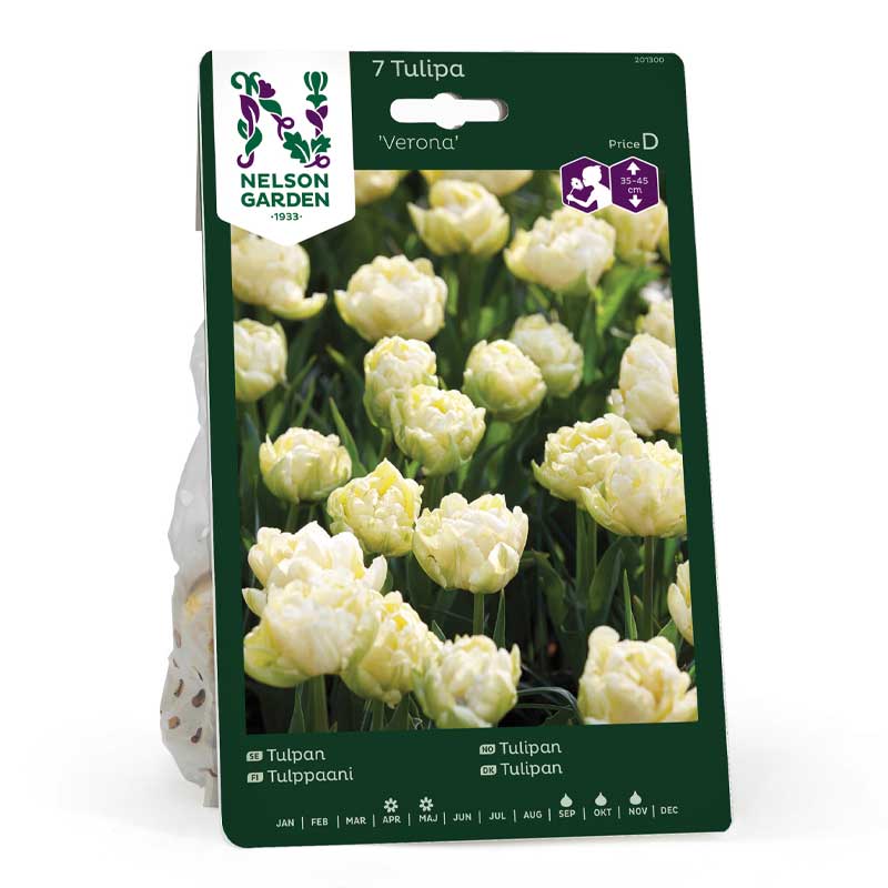 Tulipan 'Verona'