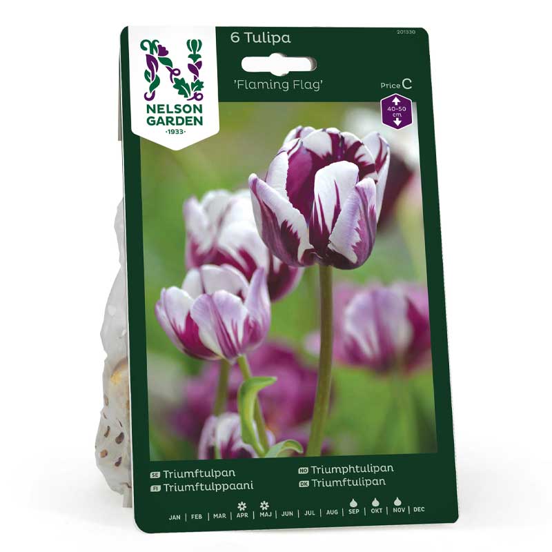 Triumftulipan 'Flaming Flag'