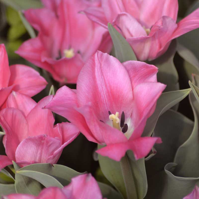 Triumftulipan 'Miss Elegance'